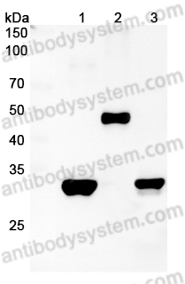 Anti-Strep Tag (WSHPQFEK) Antibody (C23.21)